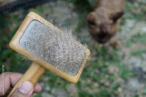 Cat skin and hair on brush after grooming.