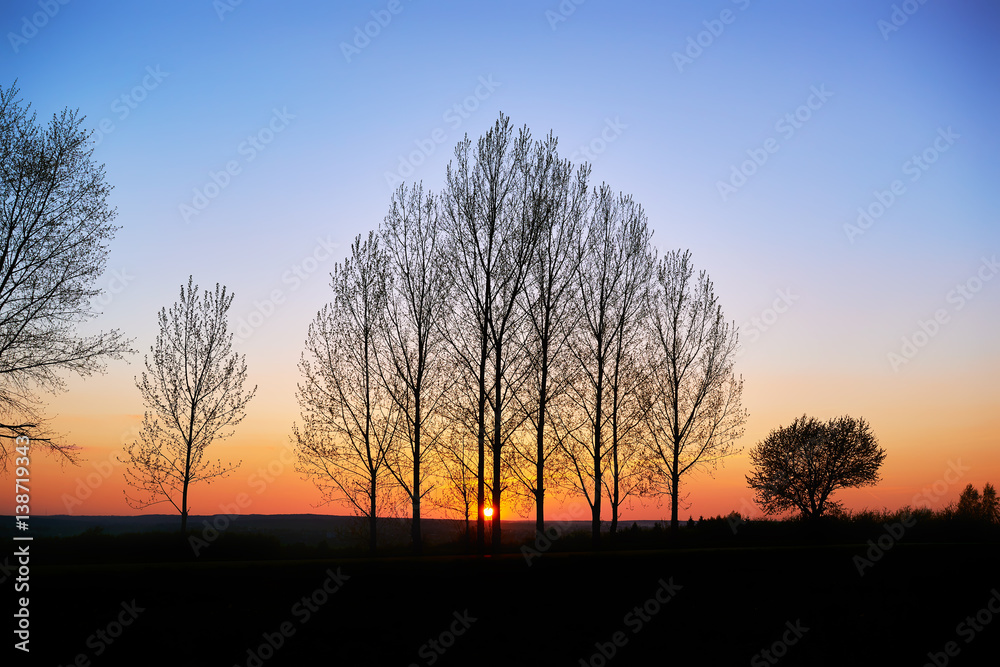 Fototapeta premium Drzewa na tle wieczornego nieba,