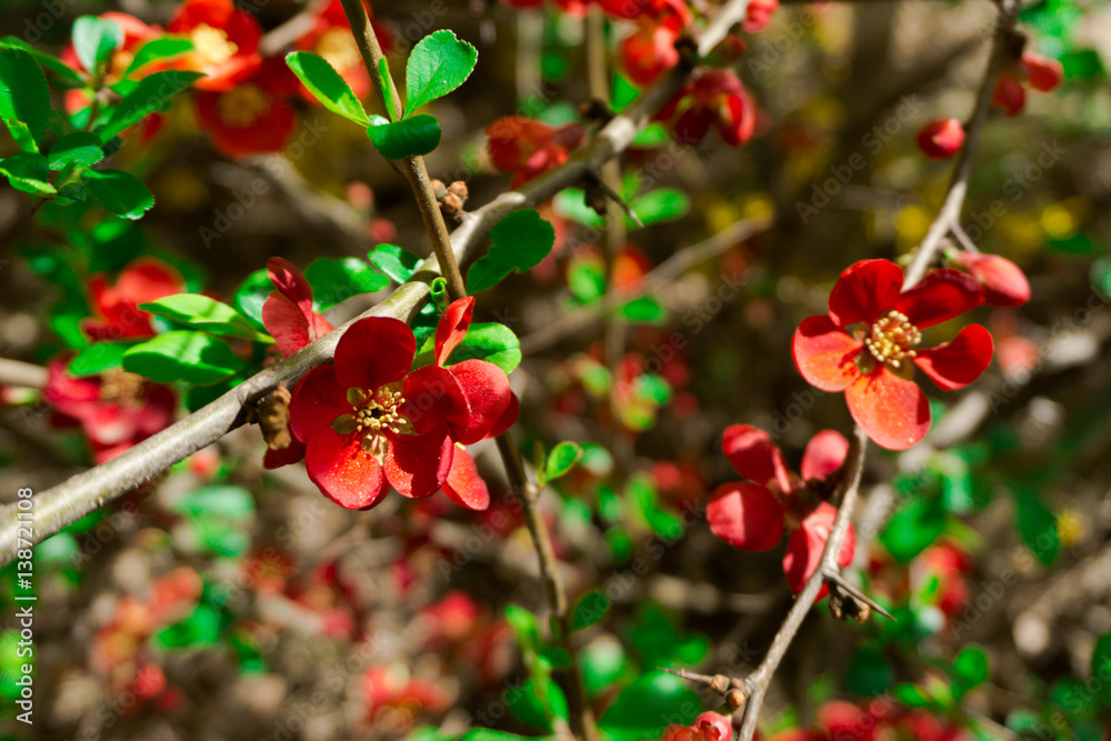 Beautiful spring flowers Beautiful spring flowers
