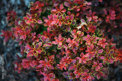 Fotografi berberis thunbergii Admiration close up in summer garden