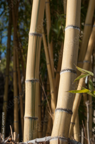 for  t de bambous