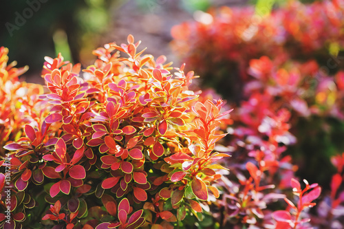 Quadro em tela berberis thunbergii Admiration close up in summer garden