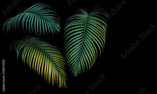 Green and yellow palm leaves, tropical plant growing in wild isolated on black background.