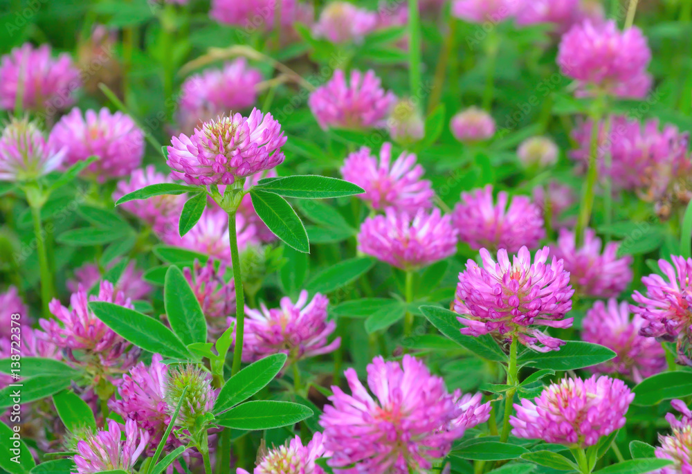 Pink clover flowers Pink clover flowers