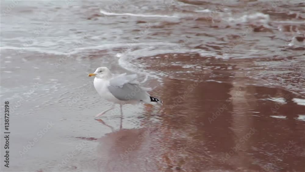 Seagull Creates Footprints in Beach Walking Across Wet Sand into the Sea Waves Seagull Creates Footprints in Beach Walking Across Wet Sand into the Sea Waves