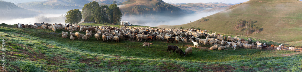 Fototapeta premium sheep farm in the mountains on foggy spring morning - Apuseni mountains, Transylvania