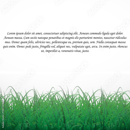 Grass on a white shining background. With text