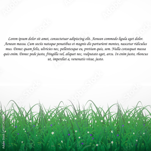 Grass on a white shining background with flowers. With textt