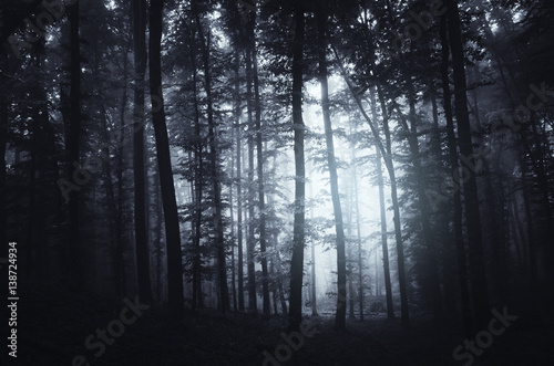 Dark forest background. Trees in fog in spooky Halloween scenery