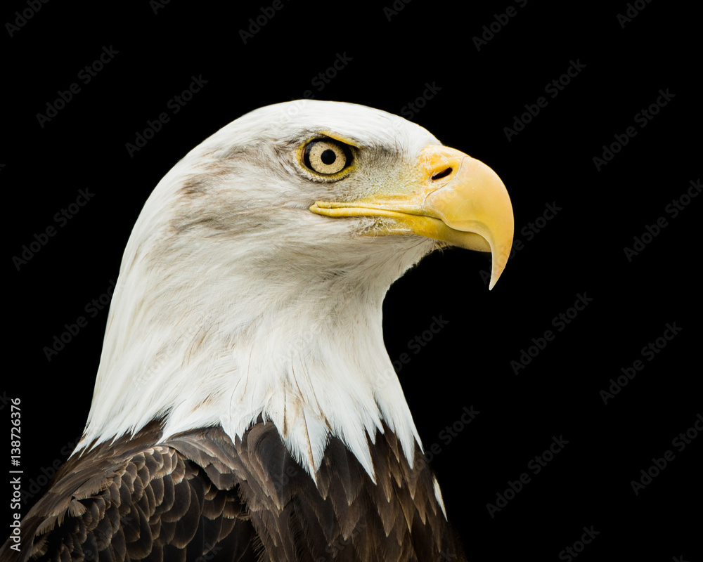 Bald Eagle VII