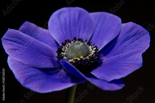 Purple flower on black backfround 