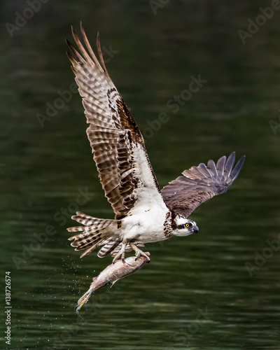 Osprey in Flight With Catch IX