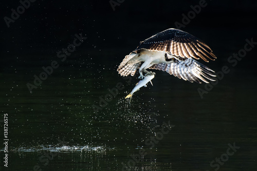 Osprey in Flight With Catch VIII