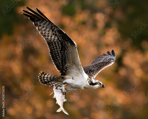 Osprey in Flight With Catch XII photo