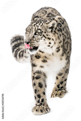 Snow Leopard on the Prowl XIII