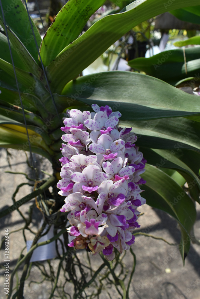 Fototapeta premium The rare Asian orchid species