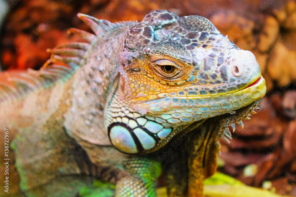 Portrait of a large orange iguana .(Iguana iguana) StockFoto Adobe Stock