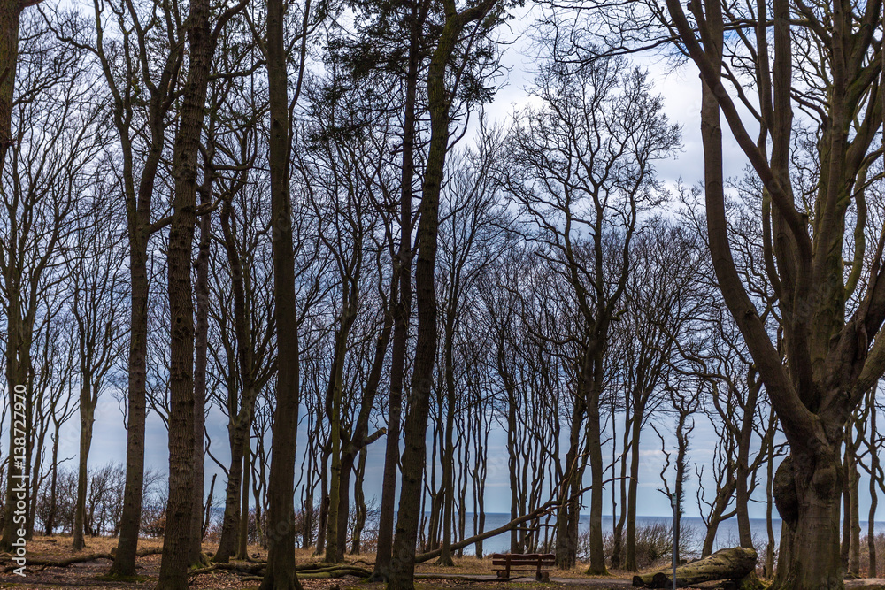 Obraz premium wald nienhagen