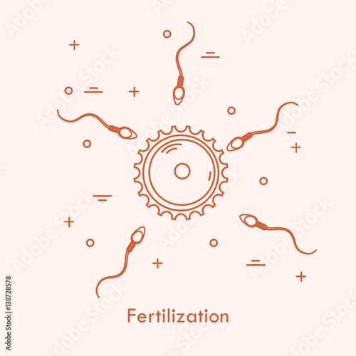 fertilization concept with ovum and sperm