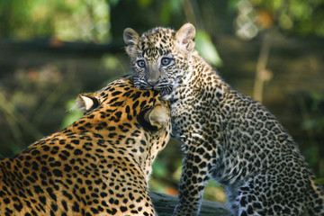 Fototapete Panther Leopardenjunges berührt Ohr der Mutter  © photoPepp