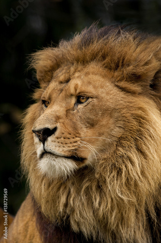 Portret afrikaanse leeuw.