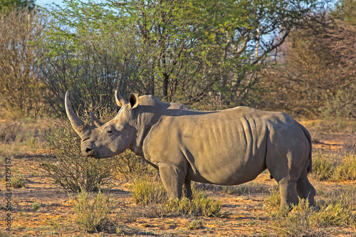 Large White Rhinoceros in Botswana