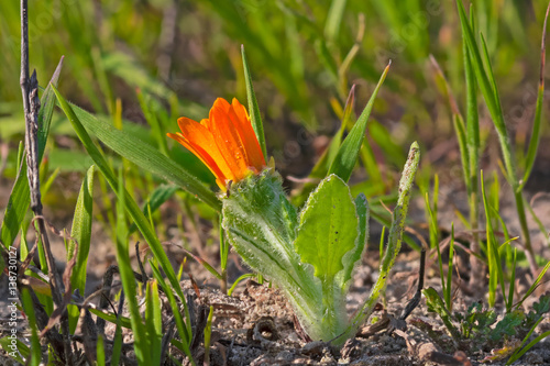 Orange Daisy Budding in Spring photo