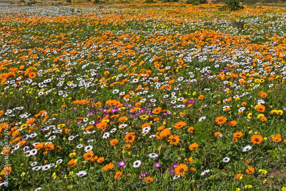 Field Filled with Orange White and Yellow Spring Flowers