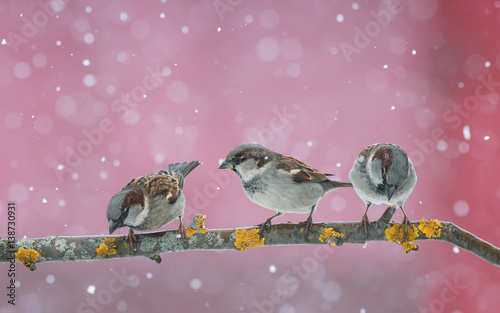 funny cute birds sparrows sitting on the branch during a snowfall