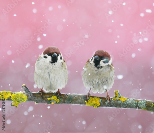two funny cute birds sparrows sitting on a branch during a snowfall