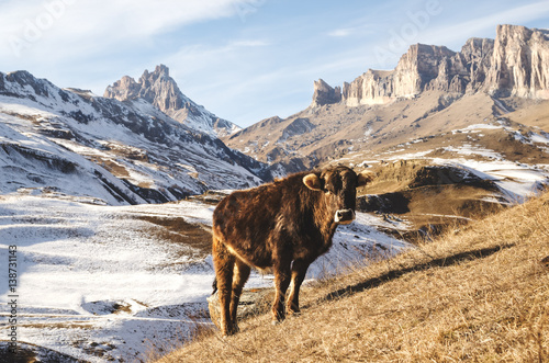 Caucasian cows grazing on winter pastures on the gold background of the majestic rocks photo