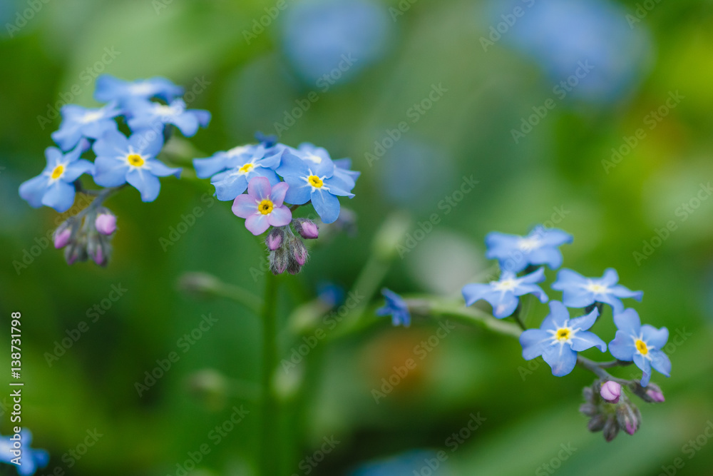 tender field flowers forget-me-not bright blue colour amongst the green grass in the garden
tender field flowers forget-me-not bright blue colour amongst the green grass in the garden