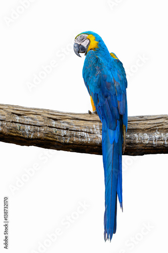 Blue and yellow macaw, beautiful bird isolated on branch with white background.