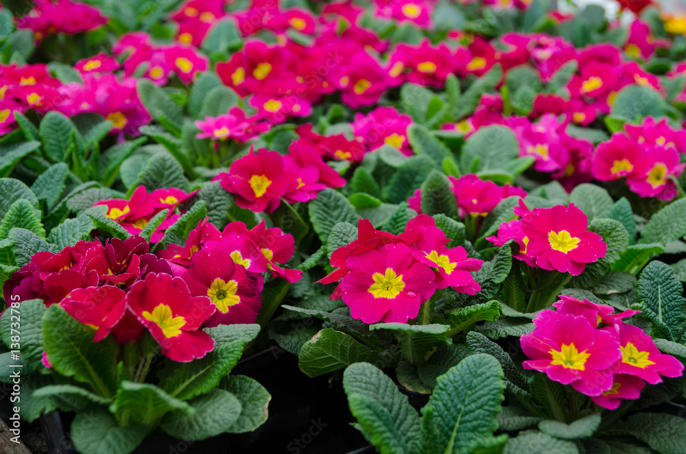 Pink primula in the garden