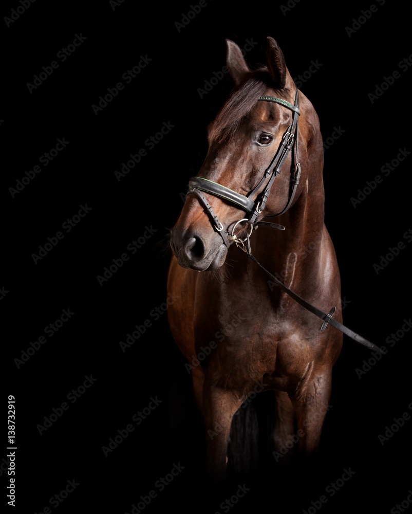 brauner Holsteiner schwarzer Hintergrund brauner Holsteiner schwarzer Hintergrund
