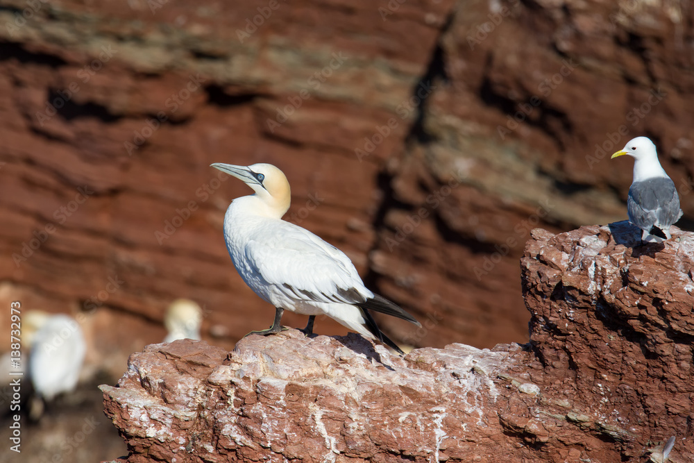 Basstölpel und Dreizehenmöwe vor den roten Klippen Helgolands - dem kleinsten Naturpark Deutschlands Basstölpel und Dreizehenmöwe vor den roten Klippen Helgolands - dem kleinsten Naturpark Deutschlands