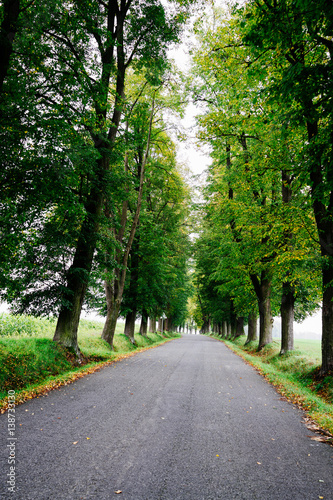 Tree lined road