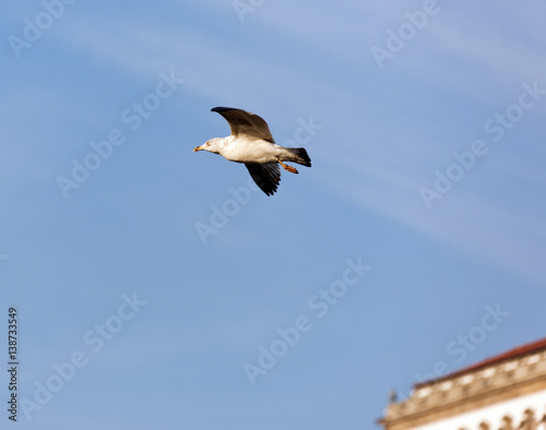 Seagull in the city of Porto - Portugal photo