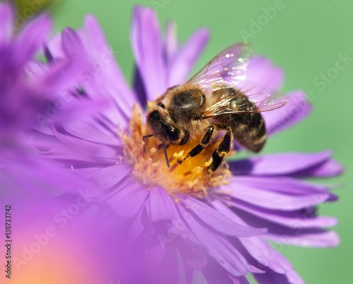 honey bee sitting on the violetflower
