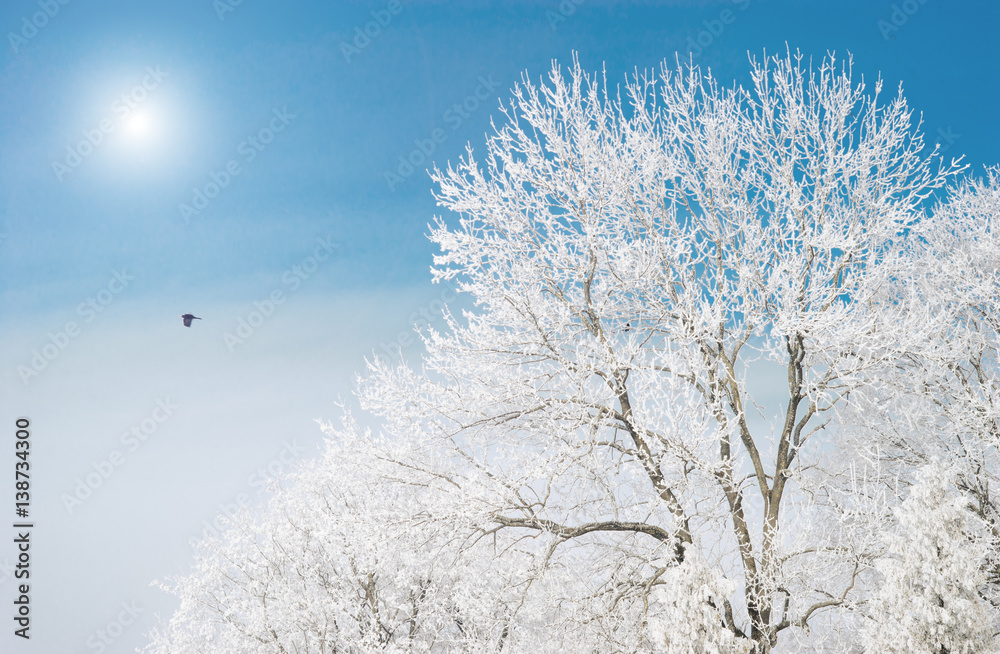 Trees covered with hoarfrost and snow Trees covered with hoarfrost and snow