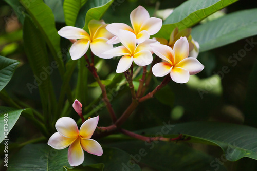 Traditional Thai flower - plumeria
