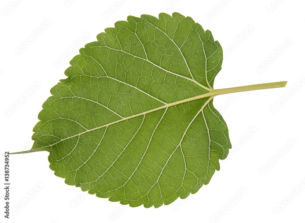 Fototapeta premium Leaf green leaf macro decoration.