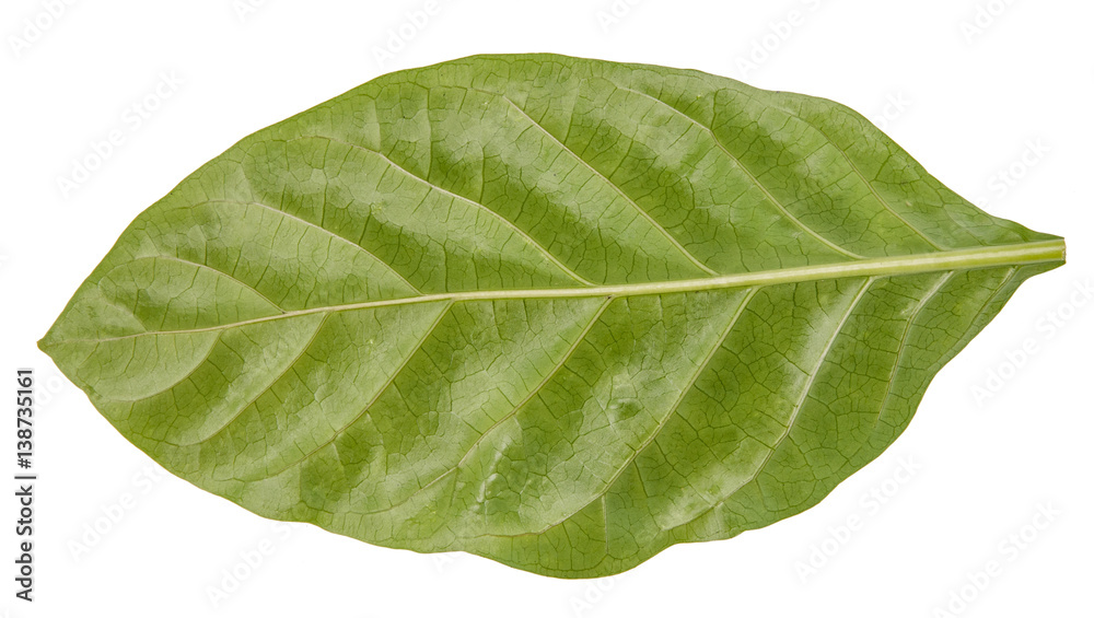 Obraz premium Leaf green leaf macro decoration.