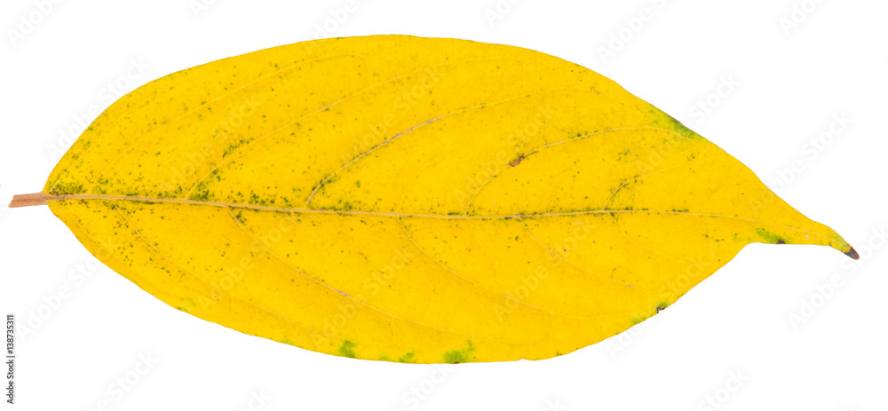 Leaf green leaf macro decoration. Leaf green leaf macro decoration.