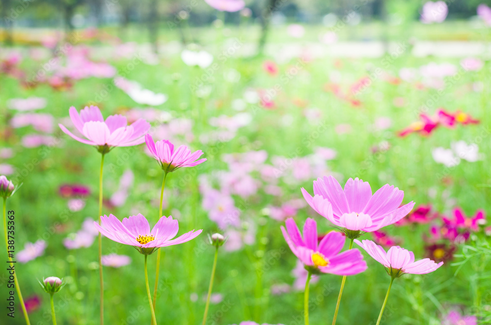 beautiful cosmos flower in the park.