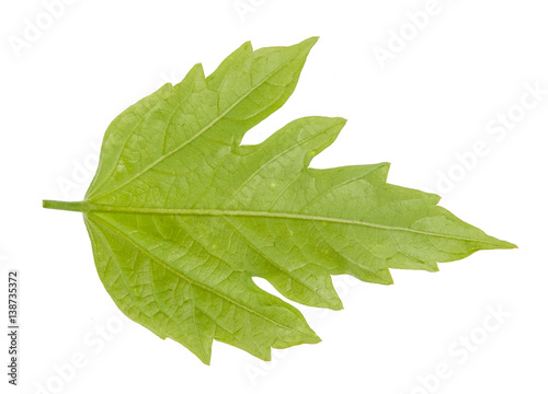 Leaf green leaf macro decoration. © stockphotopluak