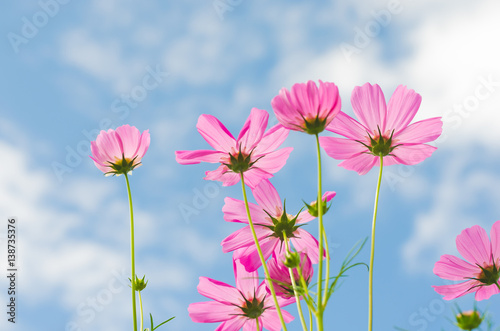 beautiful cosmos flower wiht blue sky in the park. © thithawat