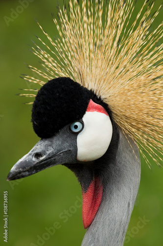 Beautiful crowned crane 
