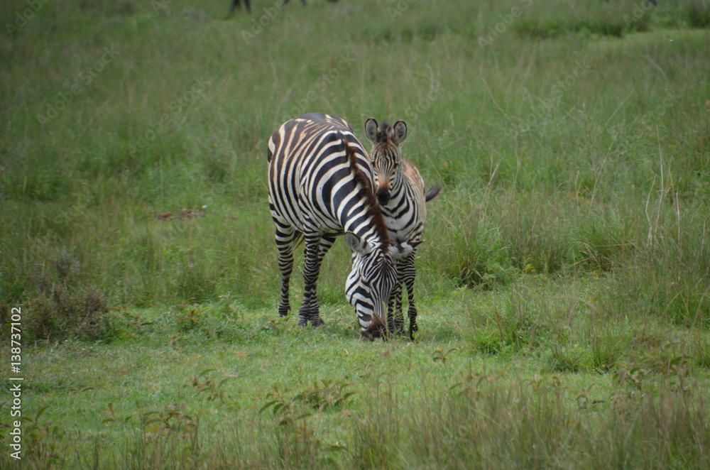 Naklejka premium Zebra Familie in Afrika