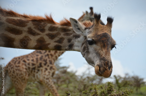 Fototapeta Naklejka Na Ścianę i Meble -  Giraffe in Afrika